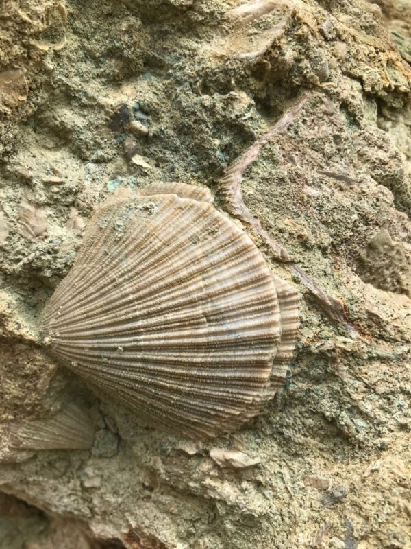 Cabalgata ruta geológica - Imagen 7